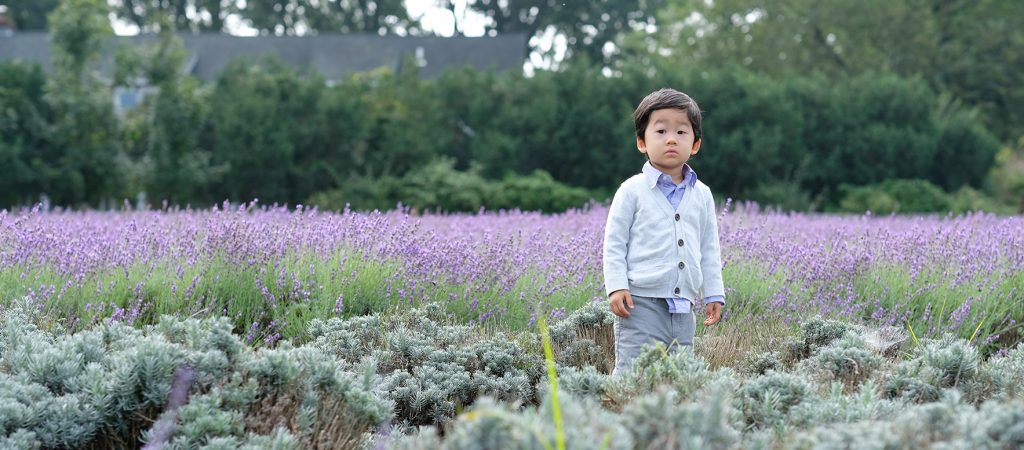 Lavender by the Bay