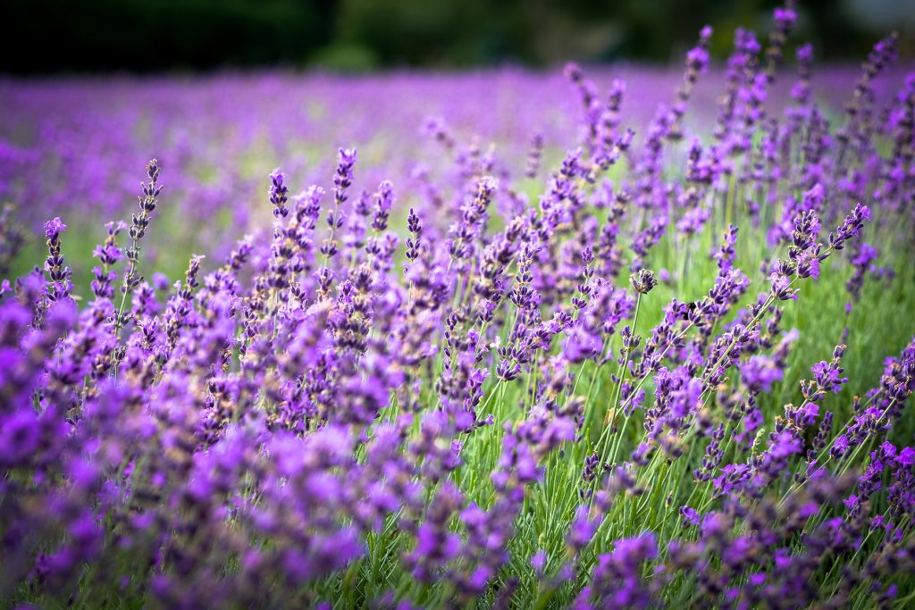 Lavender by the Bay - Lavender