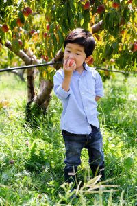 Apple picking with toddlers
