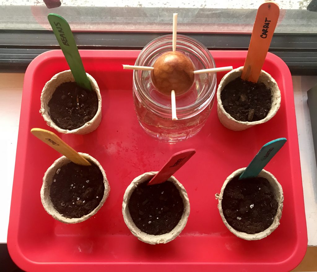 Kids Planting Seedlings