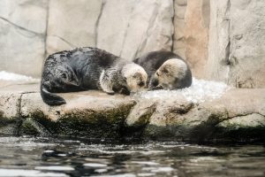 Monterey Bay Peninsula Attractions For Kids 22