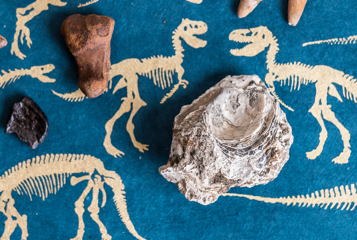 A Jurassic Daytrip: Fossil Hunting In Big Brook Preserve, New Jersey ...