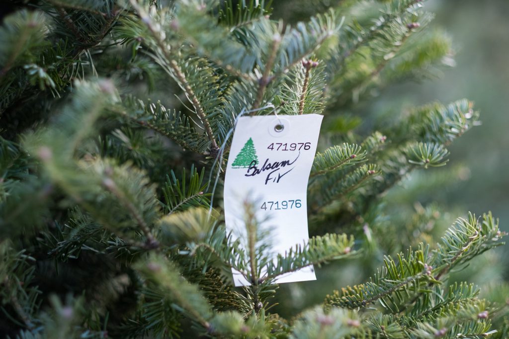 Christmas Tree Farm 1955